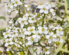 Crambe pinnatifida