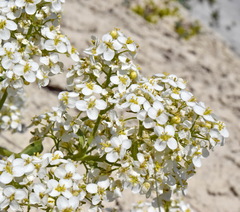 Crambe pinnatifida