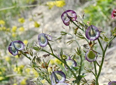 Rindera tetraspis