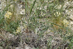 Astragalus glaucus