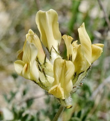 Astragalus glaucus