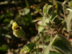 Kickxia spuria integrifolia