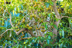 Tabernaemontana donnell-smithii