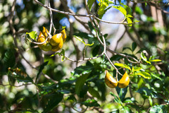 Tabernaemontana donnell-smithii