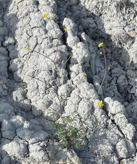 Brassica elongata pinnatifida