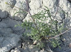 Brassica elongata pinnatifida