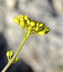 Brassica elongata pinnatifida