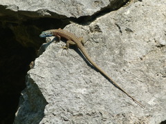 Algyroides nigropunctatus