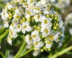Crambe pinnatifida