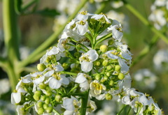 Crambe pinnatifida