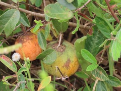 Salacia kraussii