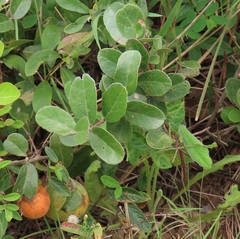 Salacia kraussii