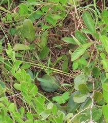 Salacia kraussii