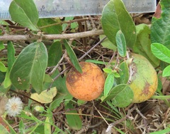 Salacia kraussii