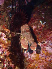 Heliocidaris tuberculata