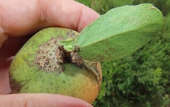 Salacia kraussii