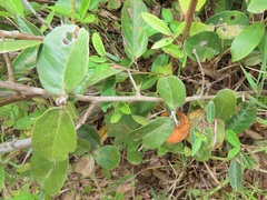 Salacia kraussii