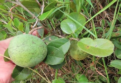 Salacia kraussii