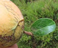 Salacia kraussii