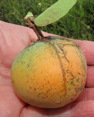 Salacia kraussii