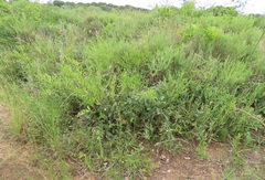 Salacia kraussii