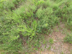 Salacia kraussii