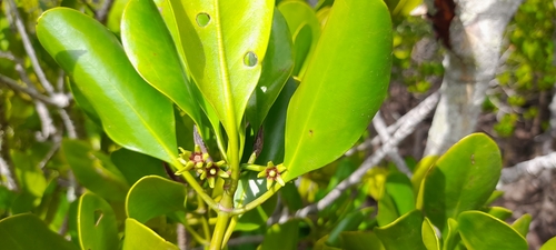 Image of Black mangrove by (c) Mathew Rees, some rights reserved (CC BY)
