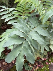 Melianthus