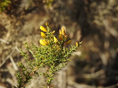 Ulex argenteus subsericeus