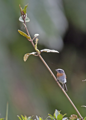 Ochthoeca rufipectoralis