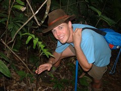 Zamia ulei