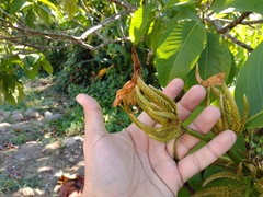 Triplaris melaenodendron