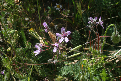 Erodium sebaceum observed 2021-05-18