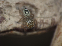 Thyene imperialis