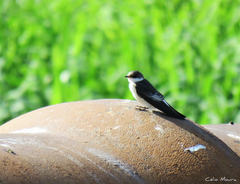 Tachycineta albiventer