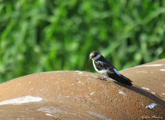 Tachycineta albiventer