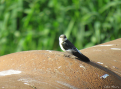 Tachycineta albiventer