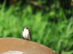 Tachycineta albiventer