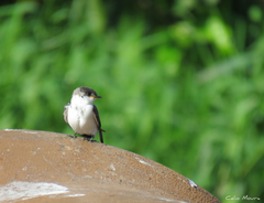 Tachycineta albiventer