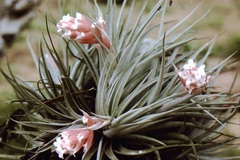 Tillandsia recurvifolia