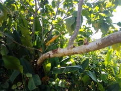 Triplaris melaenodendron