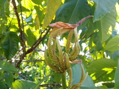 Triplaris melaenodendron