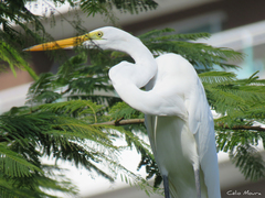 Ardea alba