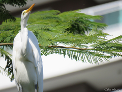 Ardea alba