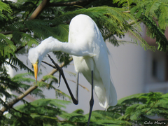 Ardea alba