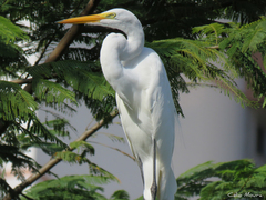 Ardea alba
