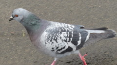 Columba livia