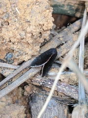 Micrathetis canifimbria