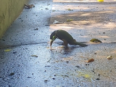 Selenidera maculirostris