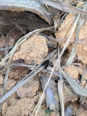 Micrathetis canifimbria